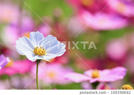 White cosmos 108398682