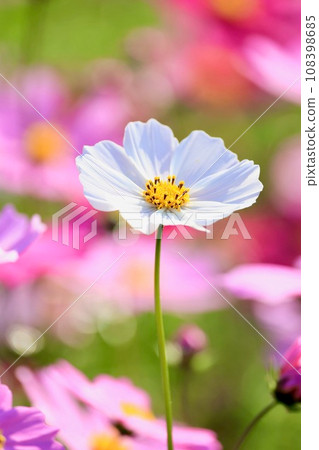 白色宇宙 白色宇宙 108398685