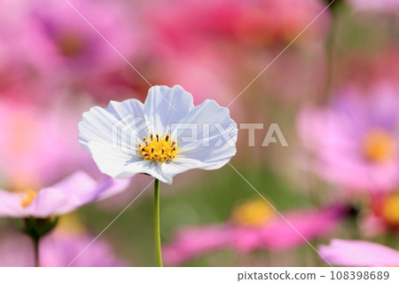 White cosmos 108398689