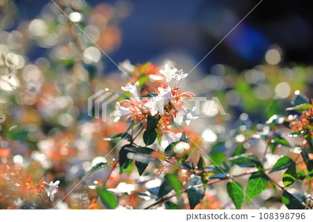 光照亮的六道木花 108398796