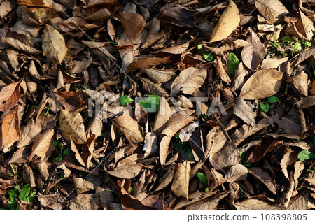 Carpet of fallen leaves 108398805