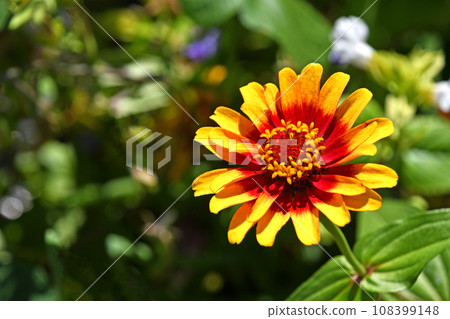 Hymenoptera (cereal grass) 108399148