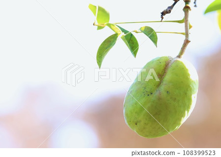 green akebia fruit growing on a tree green akebia fruit growing on a tree 108399523