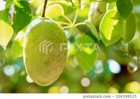 生長在樹上的綠色木通果 108399525