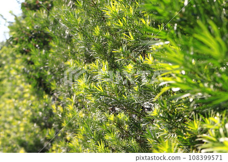 Inumaki hedge Inumaki hedge 108399571
