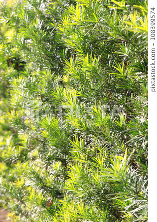 Inumaki hedge 108399574