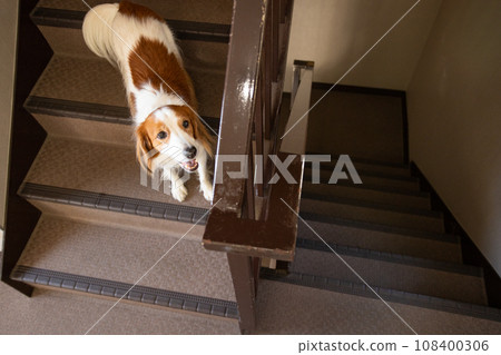 Stairs and medium-sized dog Koikerkhondier Stairs and medium-sized dog Koikerkhondier 108400306