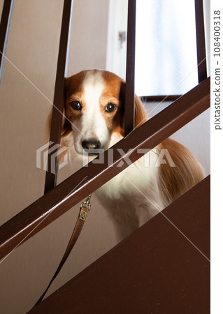 Stairs and medium-sized dog Koikerkhondier Stairs and medium-sized dog Koikerkhondier 108400318