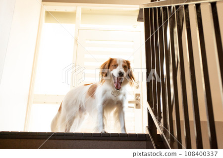 Stairs and medium-sized dog Koikerkhondier 108400337