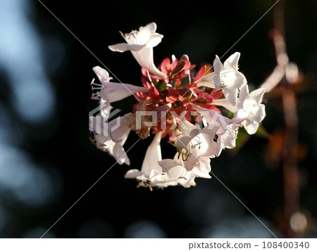 Abelia flowers in the morning sun (white flowers and buds of Abelia japonica) Abelia flowers in the morning sun (white flowers and buds of Abelia japonica) 108400340