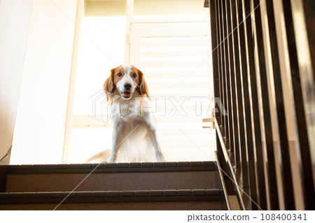 Stairs and medium-sized dog Koikerkhondier Stairs and medium-sized dog Koikerkhondier 108400341