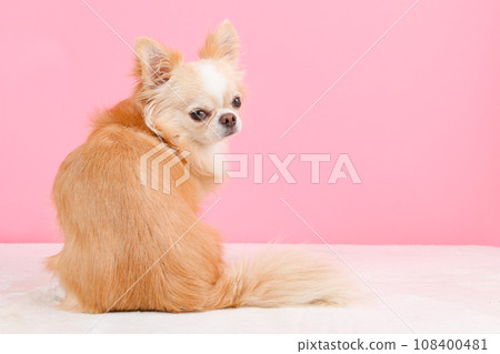 一隻奶油色吉娃娃,簡單地在粉紅色背景上拍攝 一隻奶油色吉娃娃,簡單地在粉紅色背景上拍攝 108400481