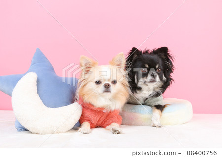 dog relaxing on cushion dog relaxing on cushion 108400756