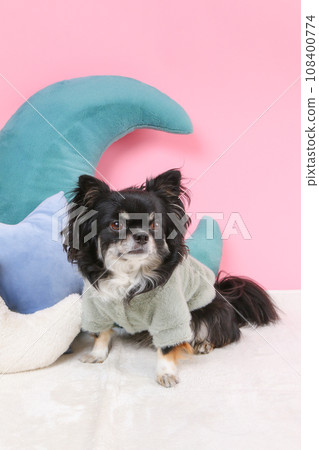 dog relaxing on cushion dog relaxing on cushion 108400774