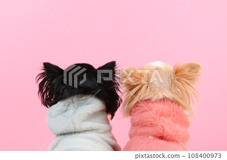 一隻小狗吉娃娃穿著衣服的後視圖 一隻小狗吉娃娃穿著衣服的後視圖 108400973