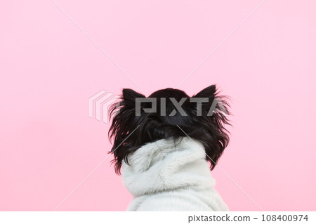 一隻小狗吉娃娃穿著衣服的後視圖 一隻小狗吉娃娃穿著衣服的後視圖 108400974