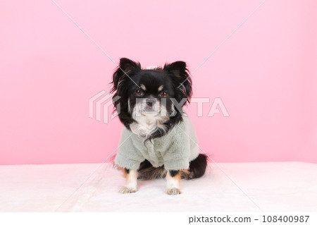 Chihuahua, a small dog wearing fluffy hoodie clothes 108400987