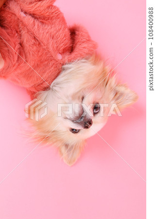 Chihuahua, a small dog wearing fluffy hoodie clothes 108400988