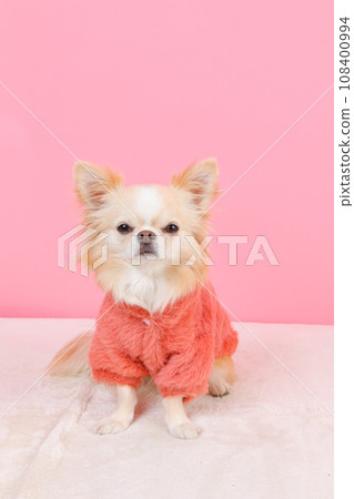 吉娃娃，一隻穿著蓬鬆連帽衫的小狗 108400994