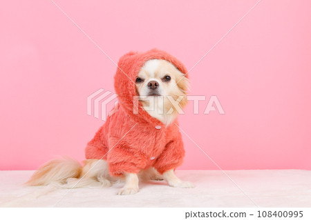 吉娃娃，一隻穿著蓬鬆連帽衫的小狗 108400995