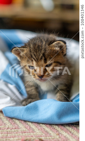 little kitten isolated on white background 108401346