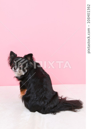 black tan white chihuahua 108401362
