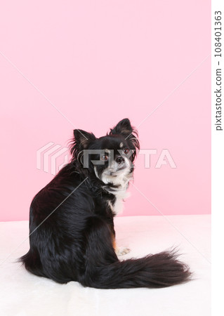 black tan white chihuahua black tan white chihuahua 108401363