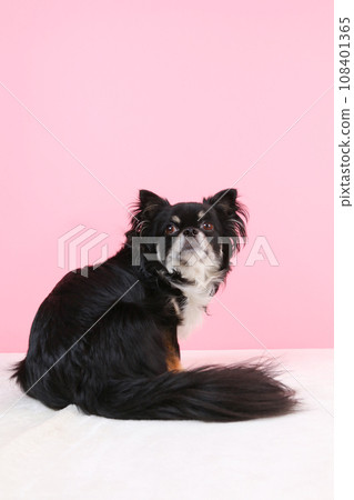 black tan white chihuahua 108401365