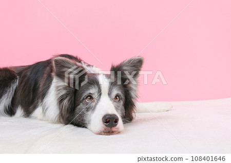 粉紅色背景拍攝的邊境牧羊犬 粉紅色背景拍攝的邊境牧羊犬 108401646
