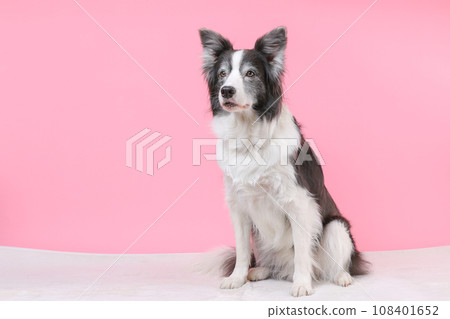 Border collie photographed on a pink background 108401652