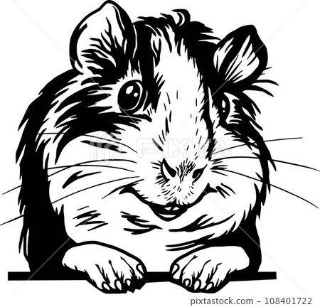 Peeking guinea pig - Funny Animal - face head isolated on white Peeking guinea pig - Funny Animal - face head isolated on white 108401722