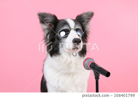 狗狗對著麥克風表演 108401799