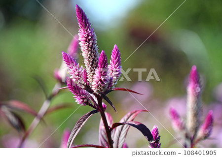 Nogeitou (field chicken head) Nogeitou (field chicken head) 108401905