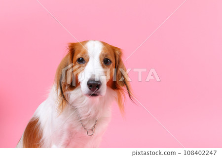 dog on pink background 108402247
