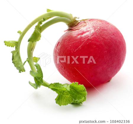 Fresh small radish Fresh small radish 108402336