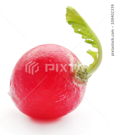 Fresh small radish 108402339