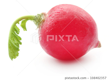 Fresh small radish Fresh small radish 108402357