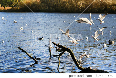 Flock of seagulls at Utterslev Mose 108402370