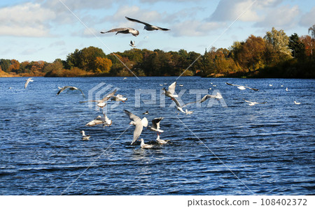Flock of seagulls at Utterslev Mose 108402372