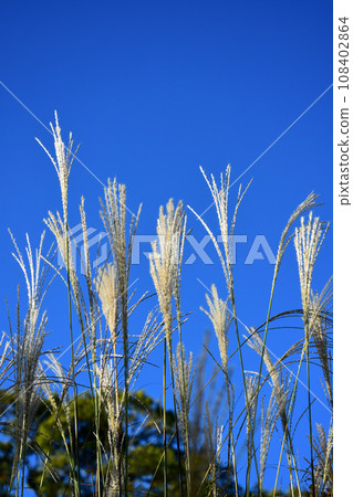 芒草 芒草 108402864