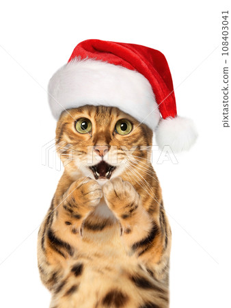 Bengal cat wearing Santa hat, Christmas concept 108403041