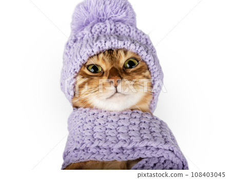 Cute Bengal cat in a scarf and hat close-up 108403045