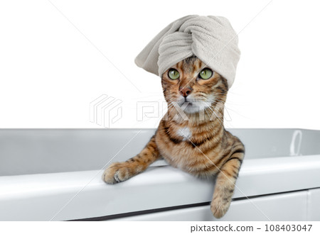 Domestic cat wrapped in a white towel in the bathroom on a transparent background. Domestic cat wrapped in a white towel in the bathroom on a transparent background. 108403047