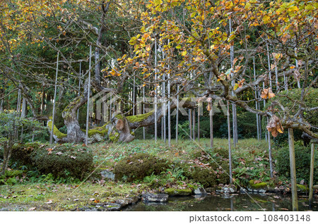 岩手縣國家指定天然紀念物松元院深秋的倒橡葉 108403148