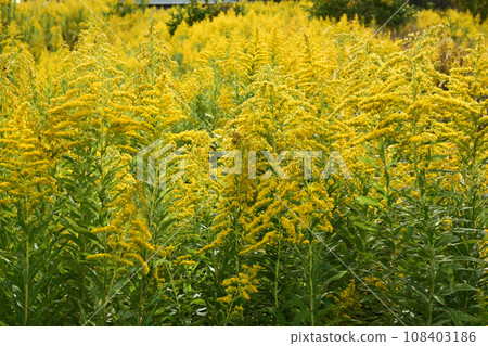 Goldenrods growing in clusters in a vacant lot Goldenrods growing in clusters in a vacant lot 108403186