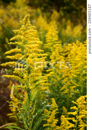 Goldenrods growing in clusters in a vacant lot Goldenrods growing in clusters in a vacant lot 108403187