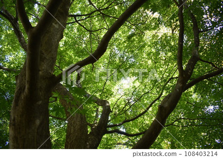 Yamamomiji 108403214