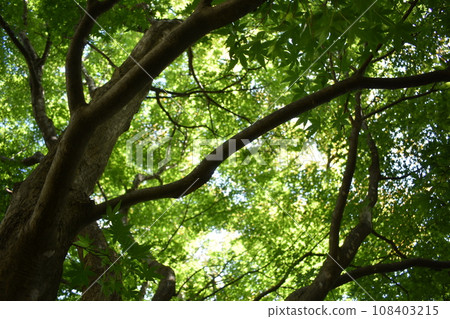 Yamamomiji 108403215