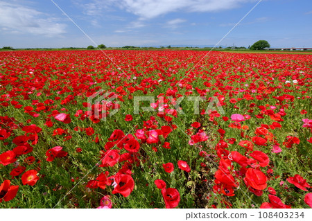 埼玉縣鴻巢市瀧真室荒川河床罌粟快樂廣場,鮮紅的雪莉罌粟田盛開,藍天 埼玉縣鴻巢市瀧真室荒川河床罌粟快樂廣場,鮮紅的雪莉罌粟田盛開,藍天 108403234