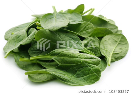Fresh Spinach 108403257